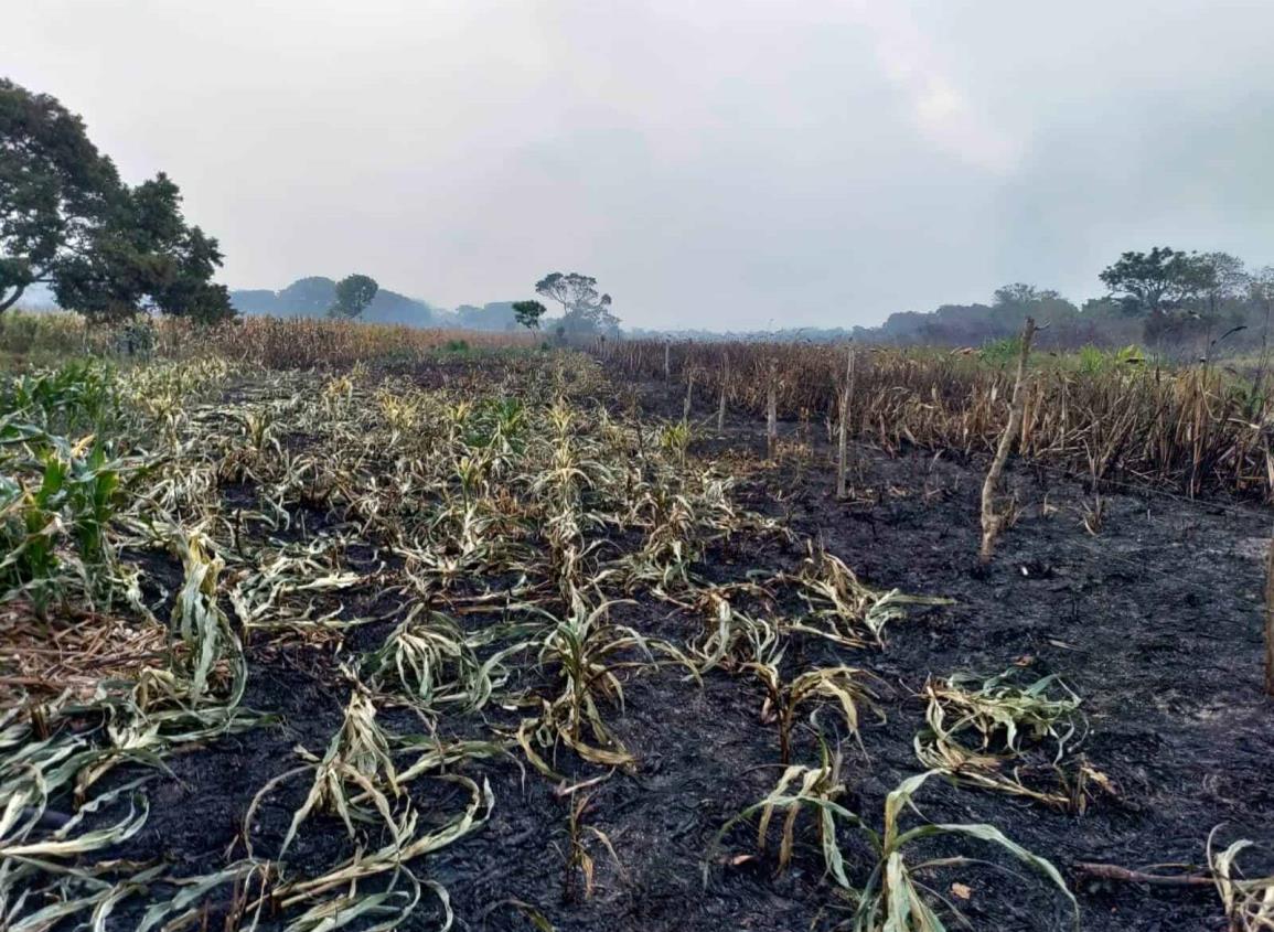 Incendio en congregación las Lomas devoró cientos de hectáreas de maíz y hortalizas