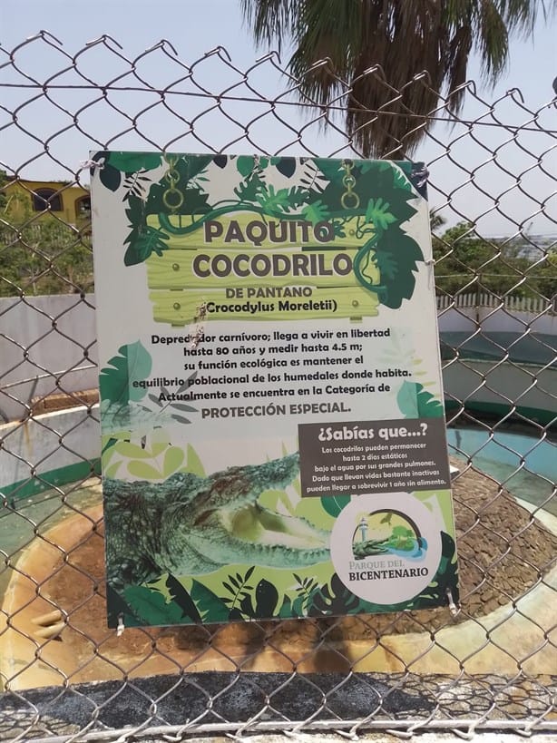 Indigna en Coatzacoalcos muerte de cocodrilo en Parque del Bicentenario
