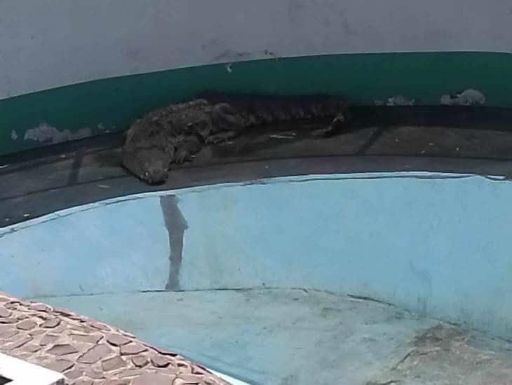 Indigna en Coatzacoalcos muerte de cocodrilo en Parque del Bicentenario