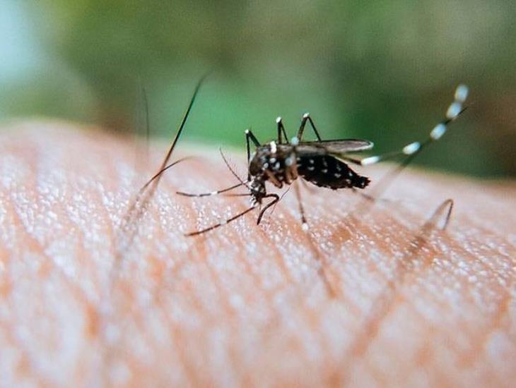 Veracruz en décimo lugar a nivel nacional por dengue; superó más de mil casos