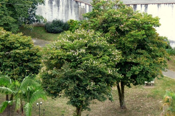 Ola de Calor: Estos son los cinco árboles que te pueden proteger, crecen hasta 10 metros