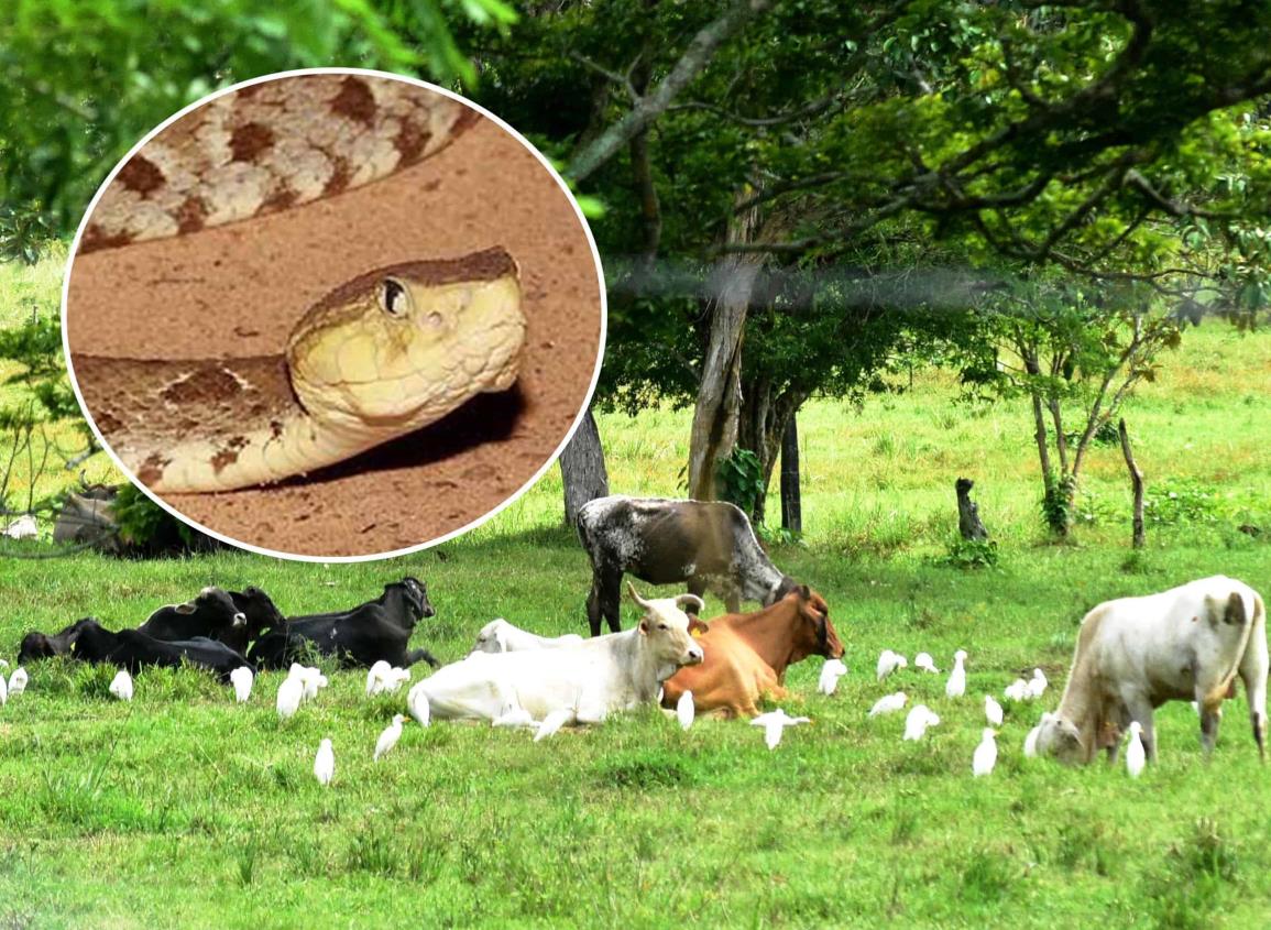 Además del estiaje, serpiente venenosas también están matando al ganado en Las Choapas