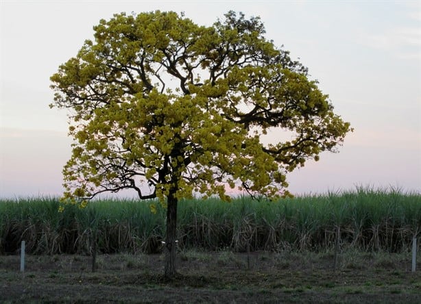 Ola de Calor: Estos son los cinco árboles que te pueden proteger, crecen hasta 10 metros