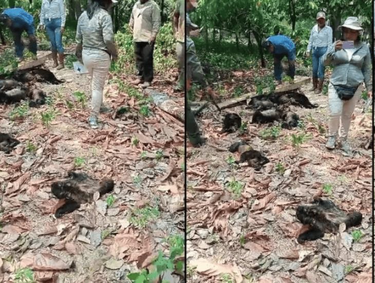 Por calor extremo, monos aulladores caen muertos en Tabasco y Chiapas