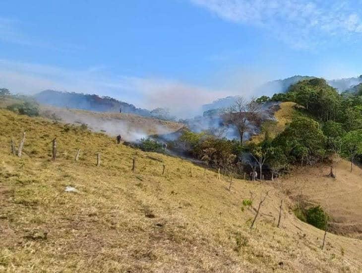 Incendios forestales ´arrasan´ con vida silvestre en Las Choapas; localizan animales calcinados