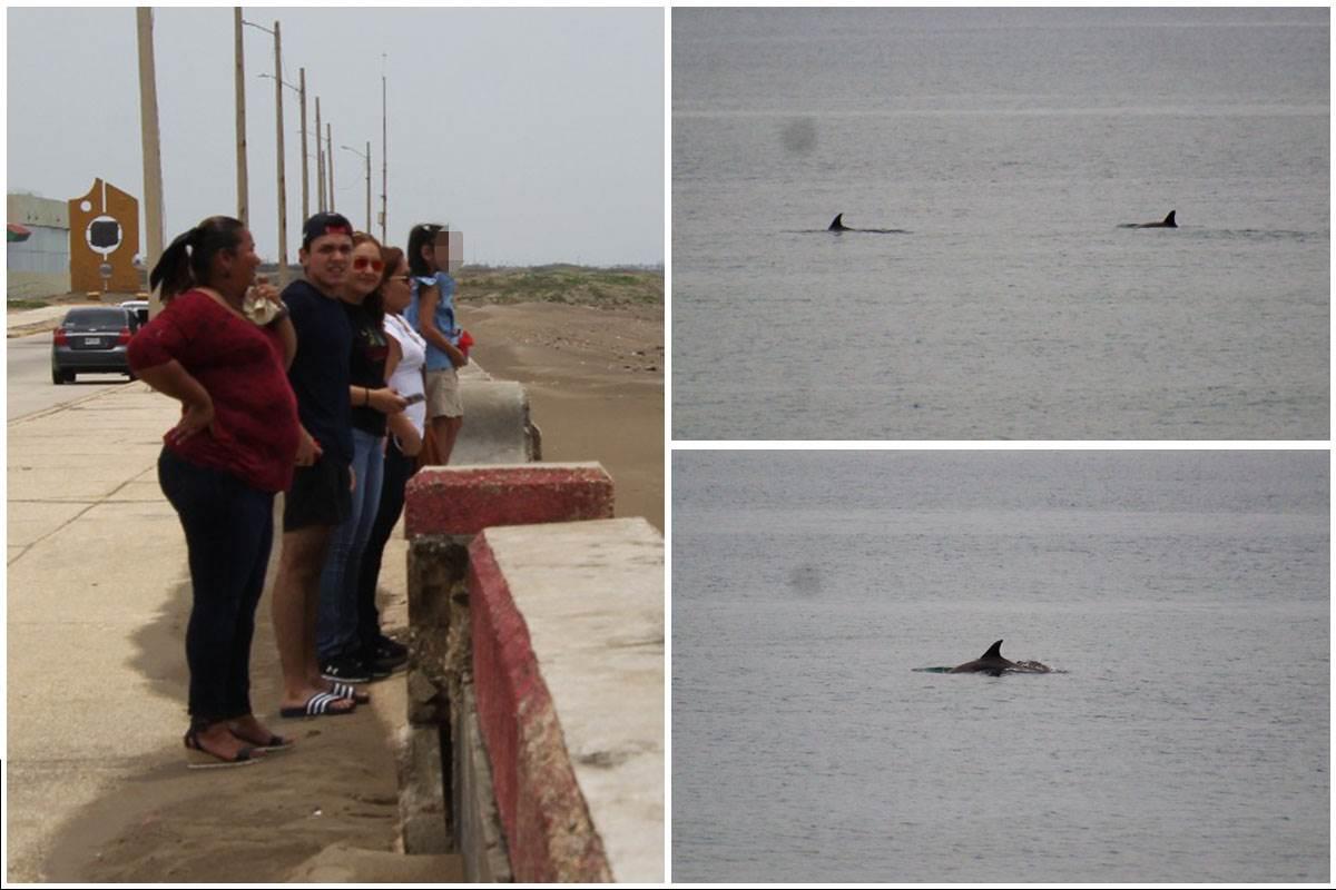 Asombra avistamiento de delfines en playas de Coatzacoalcos