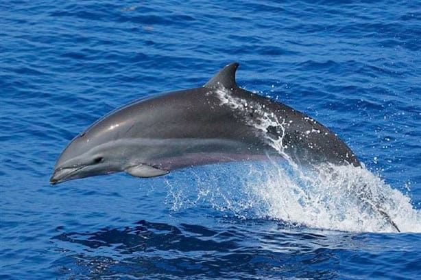 Estos son los delfines que habitan el Golfo de México, te decimos qué especie llegó a Coatzacoalcos