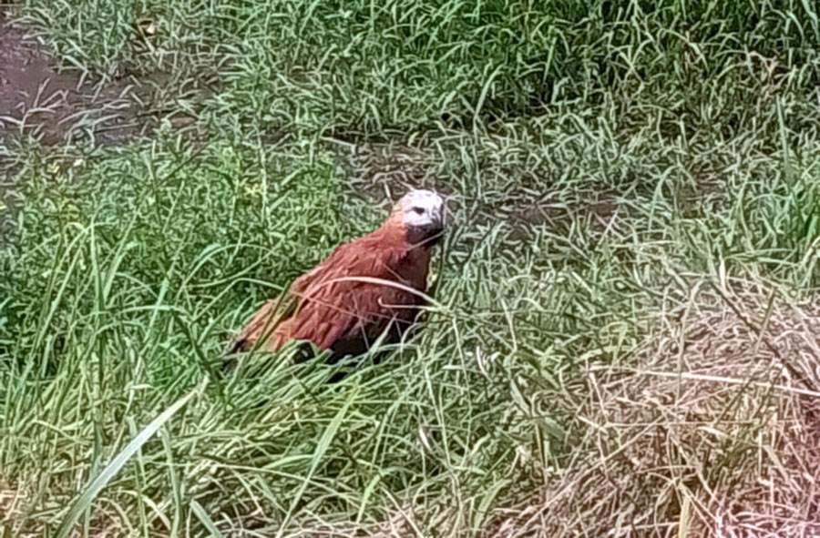 Piden apoyo para ejemplar de águila herida en Agua Dulce