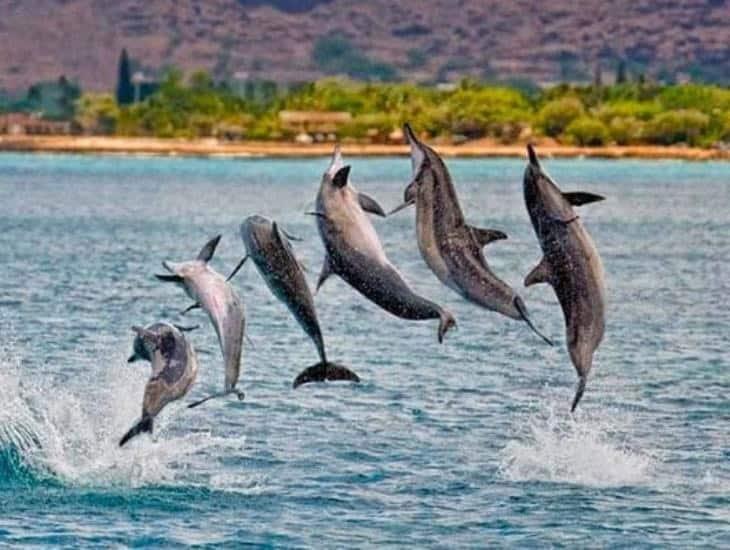 Estos son los delfines que habitan el Golfo de México, te decimos qué especie llegó a Coatzacoalcos
