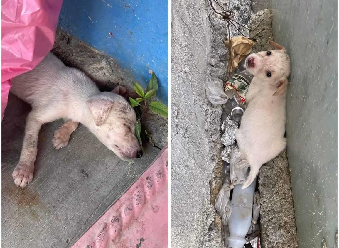 Abandono de cachorros indigna a Villa Cuichapa ¡adopta no compres!