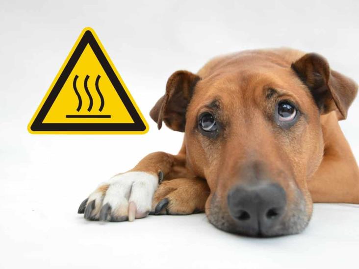 Ola de calor: Así puedes denunciar en Xalapa a quienes tienen perros en la azotea