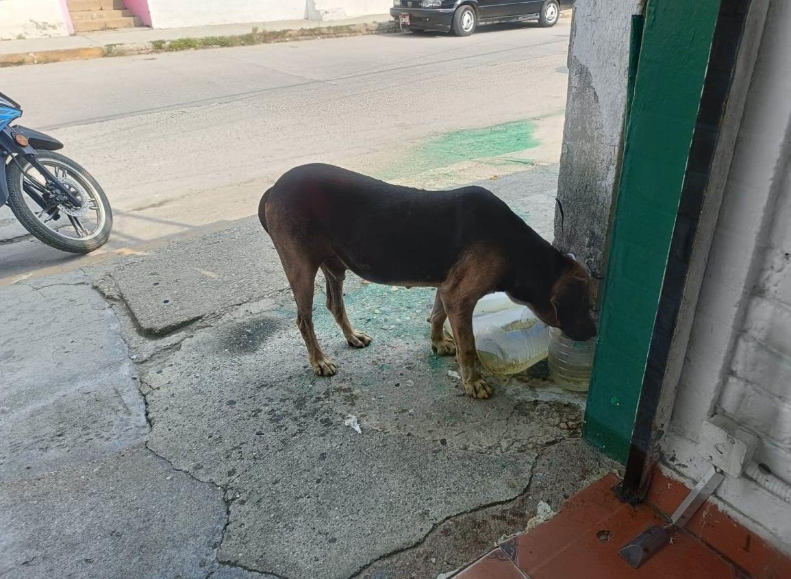 En Villa Cuichapa no dejan a su suerte a perritos de la calle ante intenso calor