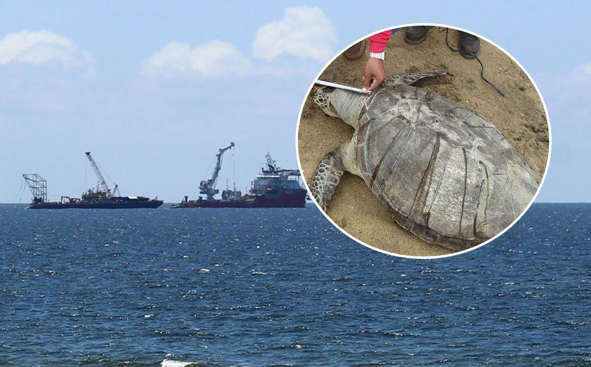 Incuantificable pérdida de fauna marina por exploraciones petroleras en costas del sur de Veracruz
