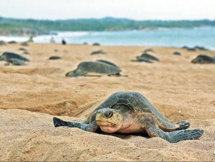 Anidación de tortugas marinas en Coatzacoalcos se retrasa ¿cuál es el motivo?