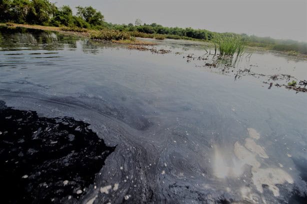 Teleftalatos lleva 30 años devastando flora y fauna del sur de Veracruz; estas héctareas son afectadas | VIDEO